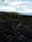 Flowers for Ireland