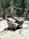 Tree Art