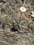 This is a picture of a flower.