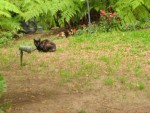 Kittie Kittie Kats in Vicente's back yard.  Where's the damned milk bowl?