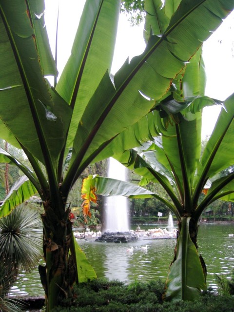 Some really big plants