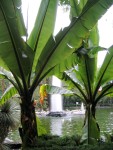 Some really big plants