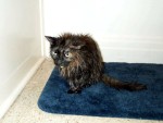 Lobotomy Post-Flea-Bath (TEE HEE)