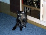 That's One Happy Lookin' WetKat