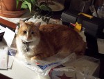 It's Yack, One of the Fattest Darcy Kats Around...