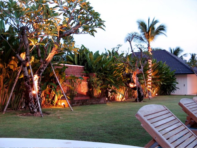 Trees lit by sunset