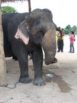 Whaddap, Pachyderm!