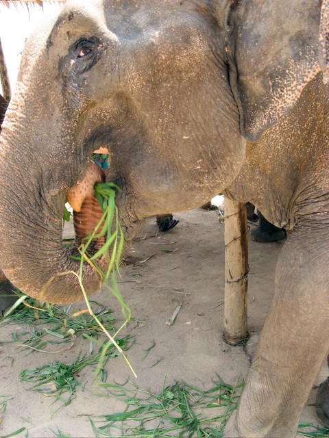 And one hungry mouth.  Tried to eat my cellphone.
