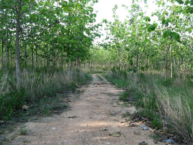 Thai countryside
