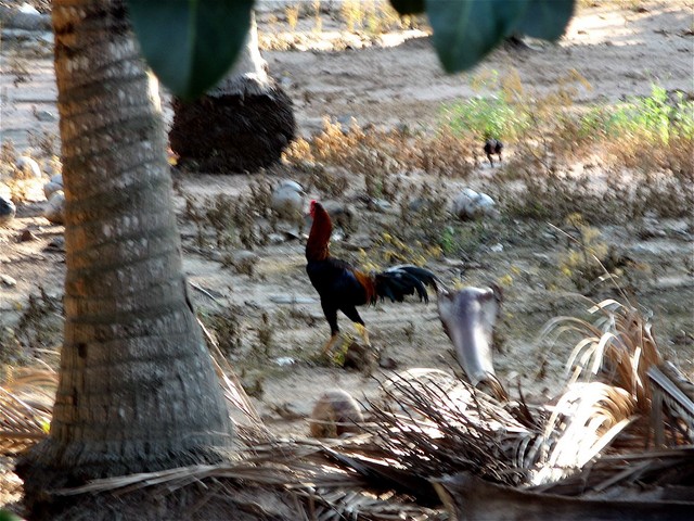Thai cock (hello, google!)