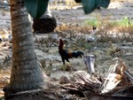 Thai cock (hello, google!)
